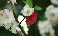Lạ kỳ cây đào nở hoa 3 màu ở Trung Quốc