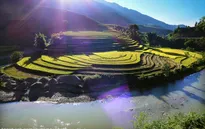 Mù Cang Chải rực vàng giữa mùa thu