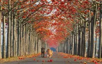 "Dạo chơi" những con đường đẹp như tranh vẽ