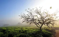 Mộc Châu đẹp hút hồn trong sương sớm đầu đông