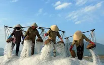 Nhọc nhằn nghề muối
