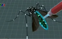 Brazil: Thả muỗi kháng virus để chống sốt xuất huyết