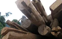 Lâm Đồng: Kiểm lâm viên bị xe chở gỗ lậu tông chết