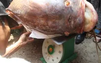 Cá hô - Động vật nằm trong sách đỏ có nguy cơ tuyệt chủng