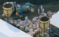 Nhật Bản xác nhận thêm ổ nhiễm cúm gia cầm mới