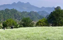 Mộc Châu mơ màng trong mùa cải trắng