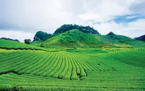 Xanh mướt Mộc Châu