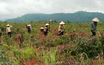 Đăk Lăk: Chỉ tiêu trồng rừng năm 2014... khó về đích