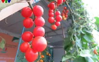 Nông sản Việt được tôn vinh trong Hội chợ Nông nghiệp quốc tế 2015