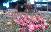 Thanh long rớt giá kỷ lục, nông dân Bình Thuận ngậm ngùi đổ bỏ