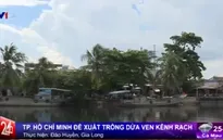 Nên hay không trồng dừa ven kênh rạch tại TP.HCM?