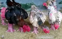 Thương lái Trung Quốc mua gà Đông Tảo giá cao bất thường