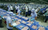 DN xuất khẩu cá tra Việt gặp khó trong điều kiện mới