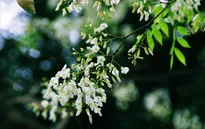 Vẻ đẹp tinh khiết của hoa sưa Hà Nội