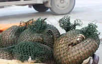 Bắt xe tải chở 7 cá thể tê tê