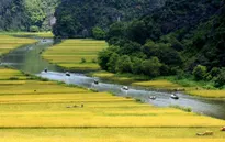 Sững sờ trước vẻ đẹp Tam Cốc mùa lúa chín