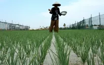 "Già hóa" nông thôn - Thách thức cho ngành nông nghiệp