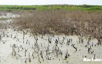 El Nino có khả năng gây hạn đến năm 2016