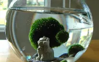 Trào lưu nuôi Marimo cuốn hút giới trẻ Việt