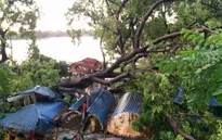 Cây cối Hà Nội đổ rạp vì dông lớn