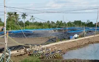 Nhiều vùng nuôi tôm “treo ao” hàng loạt
