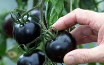 Cà chua đen Lâm Đồng giá cao vẫn hút khách