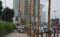 Phản hồi của Thành ủy Hà Nội về việc chặt hạ, thay thế cây xanh ở một số tuyến phố