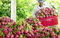 Xuất khẩu trái cây tăng