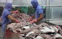 Cá da trơn Việt nhọc nhằn đường vào Mỹ