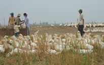 ĐBSCL tăng cường phòng chống dịch cúm gia cầm