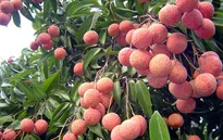 Nông dân trồng vải thay đổi tư duy sản xuất
