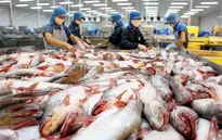 Sản lượng cá tra tăng mạnh