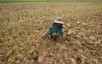 Chính phủ Thái Lan kêu gọi ngừng trồng lúa do hạn hán