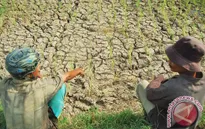 Indonesia đối mặt với hạn hán tồi tệ nhất 5 năm qua