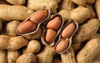 Trẻ em nên ăn lạc để tránh nguy cơ bị dị ứng