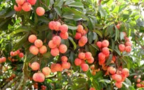 Miễn phí kiểm dịch vải thiều xuất khẩu đường hàng không