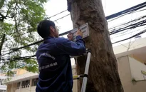 Hà Nội: Treo biển lấy ý kiến người dân về thay thế cây xanh