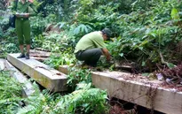 Bắt tạm giam 5 đối tượng liên quan đến vụ phá rừng Bà Nà-Núi Chúa