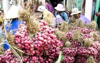 Ngành đường sắt vận chuyển miễn phí hành tím cho nông dân
