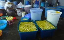 Bình Thuận: Bắt quả tang cơ sở sản xuất măng ngâm hóa chất công nghiệp