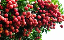 Australia đã tiêu thụ 30 tấn vải thiều Việt Nam