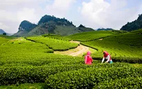 Kế hoạch dài hạn phát triển ngành du lịch Mộc Châu