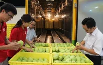 Xoài Cát Chu đã có mặt trên đất Nhật