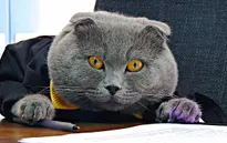 Chú mèo trở thành... Giám đốc truyền thông