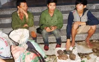Bắt 11 đối tượng đánh bắt trộm động vật hoang dã