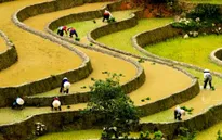 Mù Cang Chải đẹp "mê hồn" trong mùa đổ nước