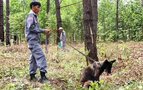 Quảng Trị: Chó nghiệp vụ hỗ trợ rà phá bom mìn