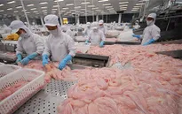 Mỹ lại áp dụng thuế chống bán phá giá cá tra Việt Nam