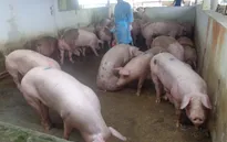 Đề xuất tiêu hủy vật nuôi nếu phát hiện chất cấm