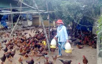 Tăng cường giám sát dịch bệnh trong chăn nuôi